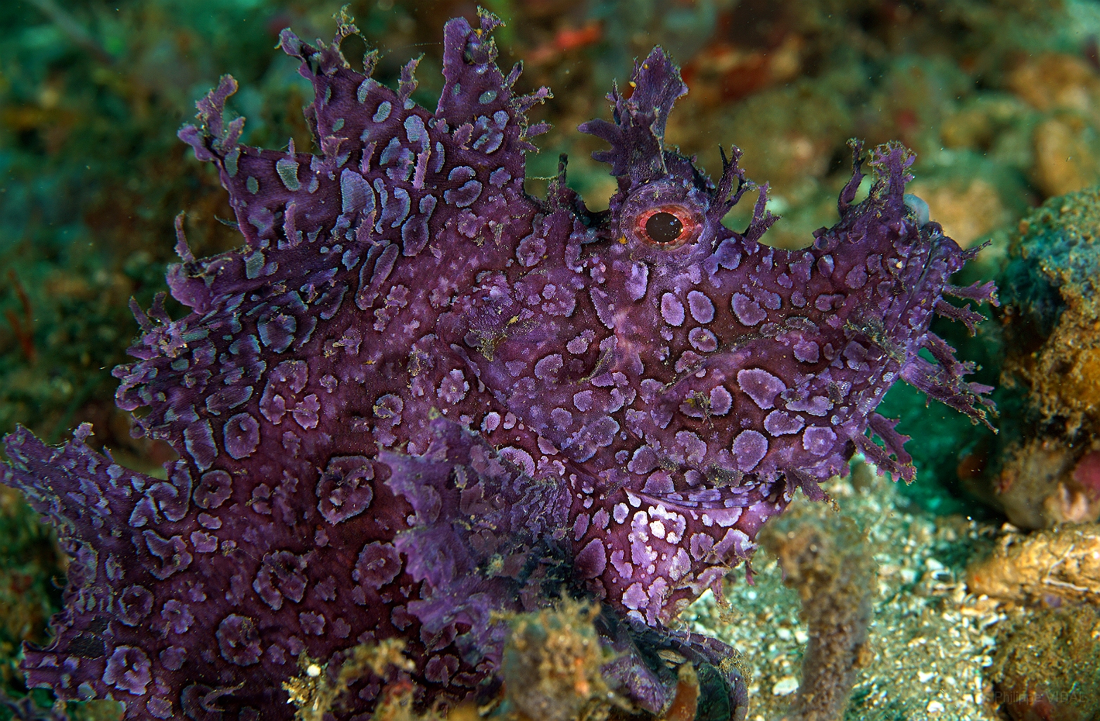 Banda Sea 2018 - DSC05487_rc - Weedy scorpionfish - poisson scorpion feuillu - Rhinopias frondosa.jpg